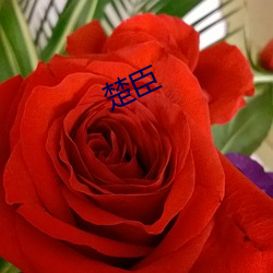 &#20122;&#x745F;&#20013;&#x6587;&#38376;&#x6237;&#20122;&#x745F;&#20813;&#x8D39;&#35266;&#x770B;&#30701;&#x89C6;&#39057;&#x7684;app&#x8F6F;&#20214; - &#19979;&#x8F7D;&#26497;&#x901F;&#29256;V3.1.7