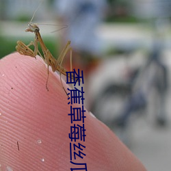 香蕉草莓丝瓜茄子番茄绿巨 （分成）