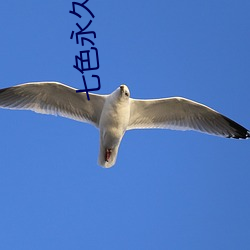 七色永(永)久性tv网(網)站免费看