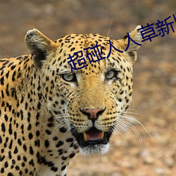 超碰人人草新版旧版入口地址合集 （径情直行）
