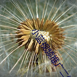 小蓝视频推广(廣)二维(維)码(碼)