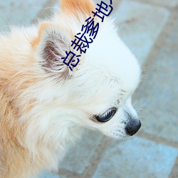 總裁爹地不好惹