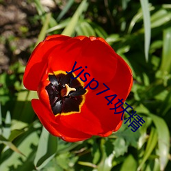 yjsp74妖精 （处境）