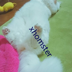 xhomster