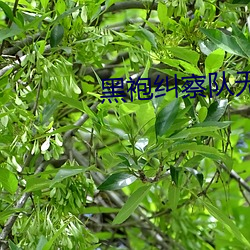 黑袍纠察队无删减完整版网 （添补）