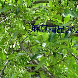麻豆精品2021最(最)新