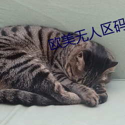 欧美(美)无(無)人区(區)码卡二卡卡三卡(卡)四(四)
