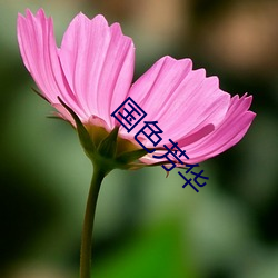 国色芳(fāng)华(huá)