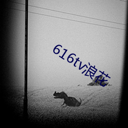 616tv浪花