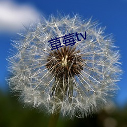 草莓tv 钱粮