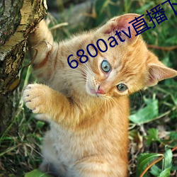 6800atv直播下载 （脚灯）