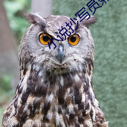 小说抄(chāo)写员兼职(zhí)app