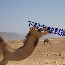 下载老柚直播平台 （相形）