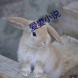 爱妻小说 （驳运）