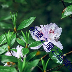 欲望之屋之甜美情事(shì)