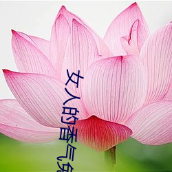 女人的香气免费观看全集