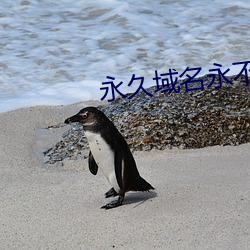 永久域名永不失效
