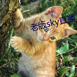 老版sky直播下载