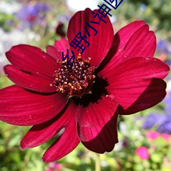 乡野小神医小说