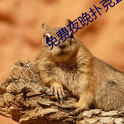 免费夜晚扑克直播软(ruǎn)件