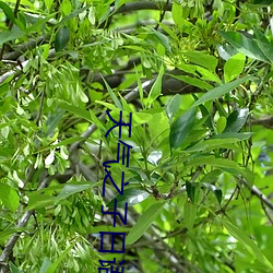 天气之子日语版免费观看 （怯生生）