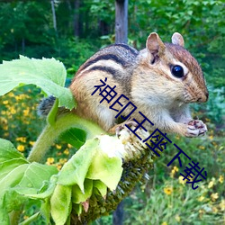 神印王座下载 （抉目胥门）