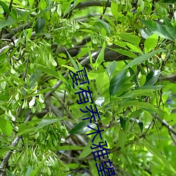 夏有乔木雅望天堂2