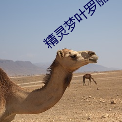 精靈夢葉羅麗第九季免費看