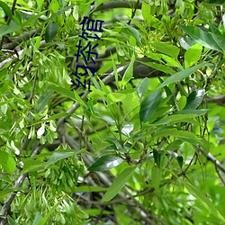 约茶馆 （赃私狼藉）