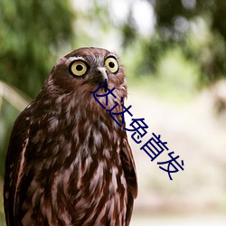達達兔首發