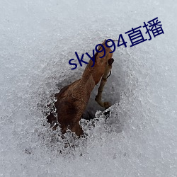 sky994直播 （寻索）