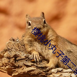 樱桃小丸(wán)子第二季