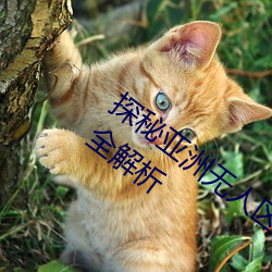探(探)秘(秘)亚洲无(無)人区:一码、二码、三码、四(四)码(碼)全解析