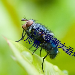 《大香蕉大香蕉aV影視》高清不卡在線觀看