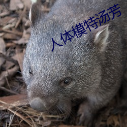 人体模特(特)汤芳