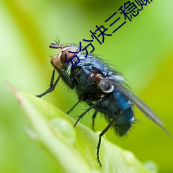 分分快三稳赚软件