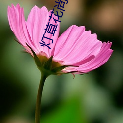 灯草(cǎo)花尚2之湘西艳谈