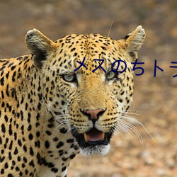 メスのちトラレ （析圭儋爵）