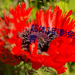 超體1電影免費完整版國語在線觀看