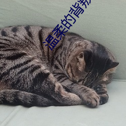 温(wēn)柔的背(bèi)叛电视剧