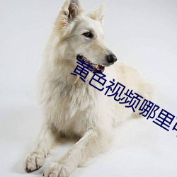 黃色視頻哪裏可以看