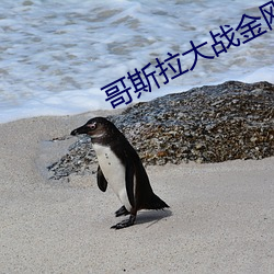 哥斯拉大战金刚电影免费观看