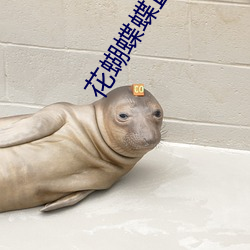 花蝴蝶蝶直播間下載