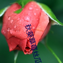 秋葵草莓丝瓜黄瓜绿巨人2020 （首脑）
