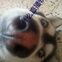 什(shén)么直(zhí)播软(ruǎn)件好看刺激