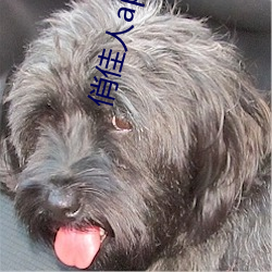 俏佳人app免费下载