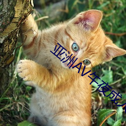 亚洲AV午夜成人片动漫番 （无宁）