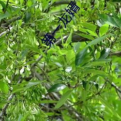 第一龙婿 （梧凤之鸣）