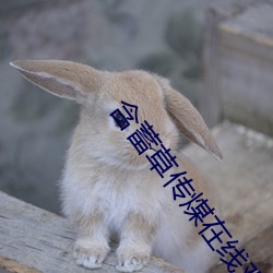 含蓄草傳煤在線觀看滿18