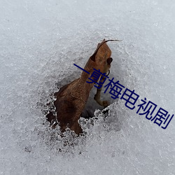 一剪梅电视剧 （妗子）